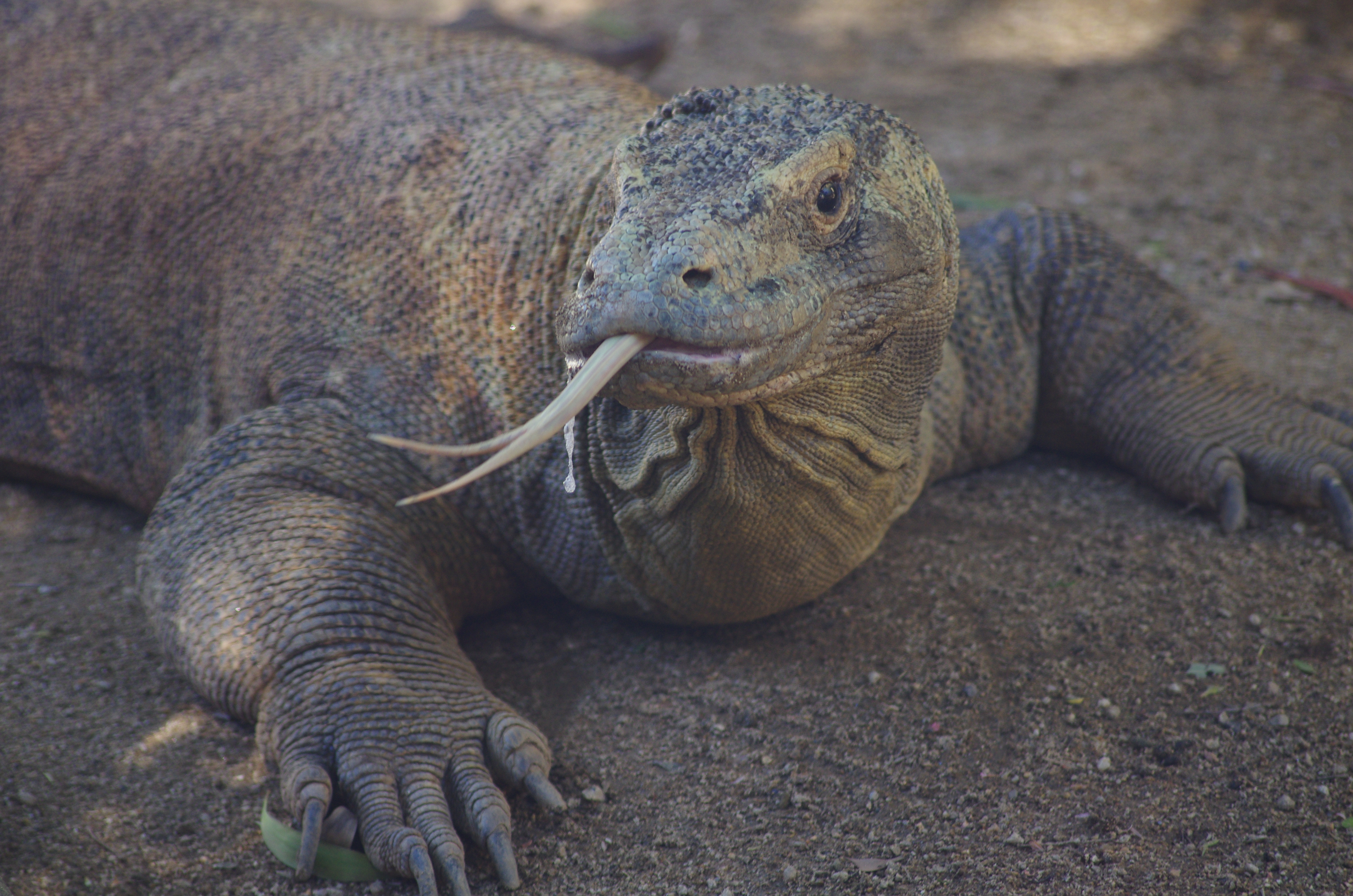 Komodo_Dragon_(01).jpg Komodo_Dragon_(01).jpg