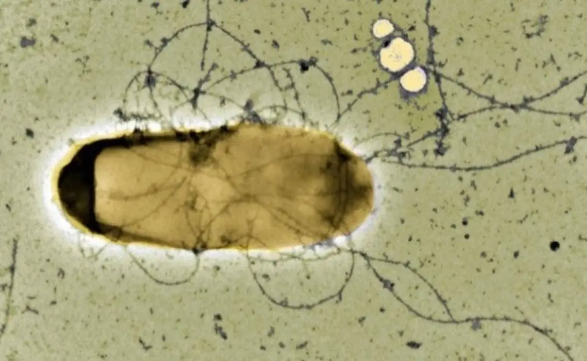 False Color TEM.png