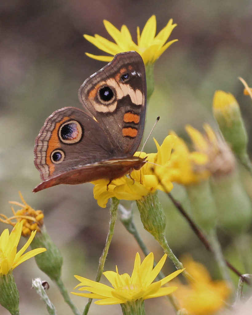 commonbuckeye_pityopsis_keim-e1602618910583.jpg